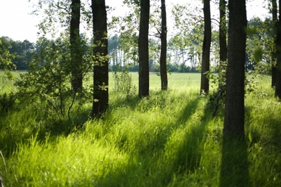 Lemurisch bos klein.jpg [1]